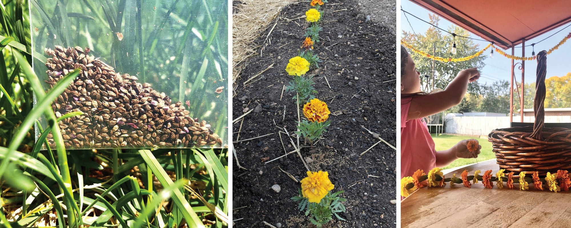 Dye Plants in the Garden