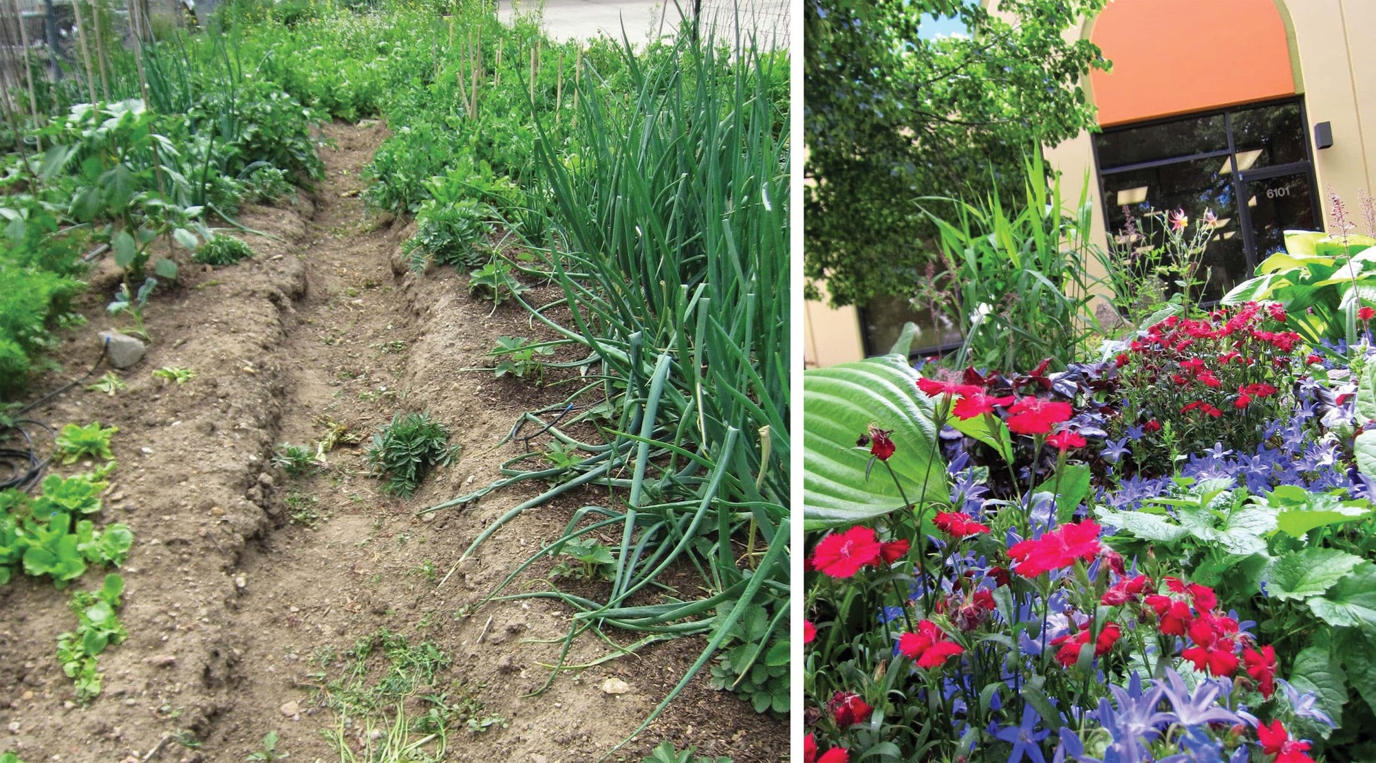 The Harvest: Employee Gardens at Schacht