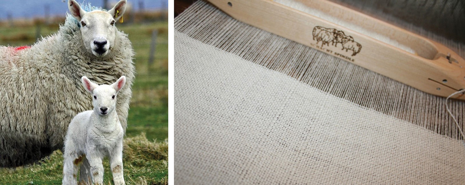 Cheviot for Warp and Weft