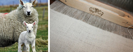 Cheviot for Warp and Weft